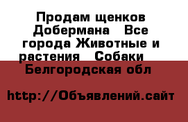 Продам щенков Добермана - Все города Животные и растения » Собаки   . Белгородская обл.